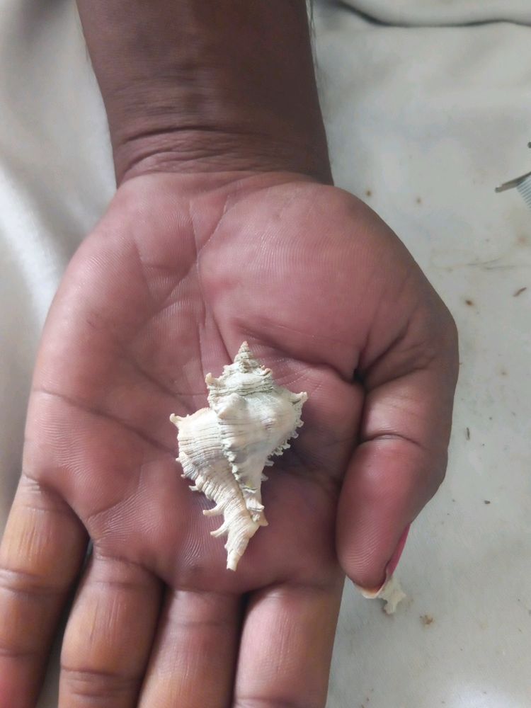 Mini Sea Shell