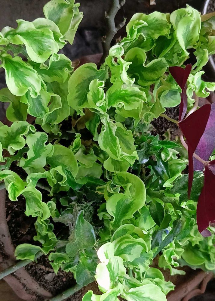 Different Verity Of Plants