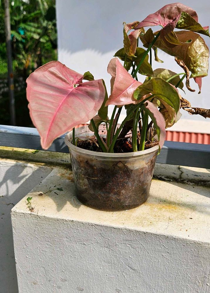 Set Of 3 Well Rooted Pink Synchonium Plants