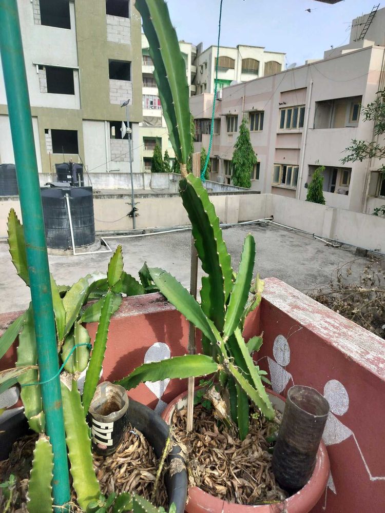 Red Dragon Fruit Cuttings