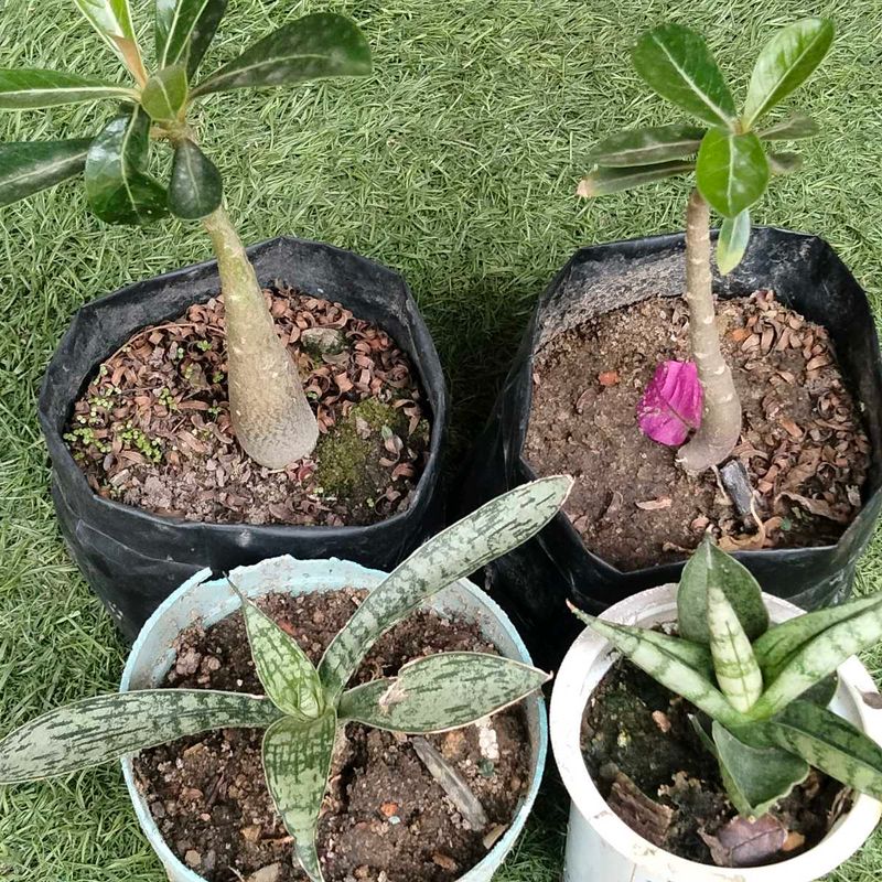 2 Rare Sansevierias N Two Adenuim