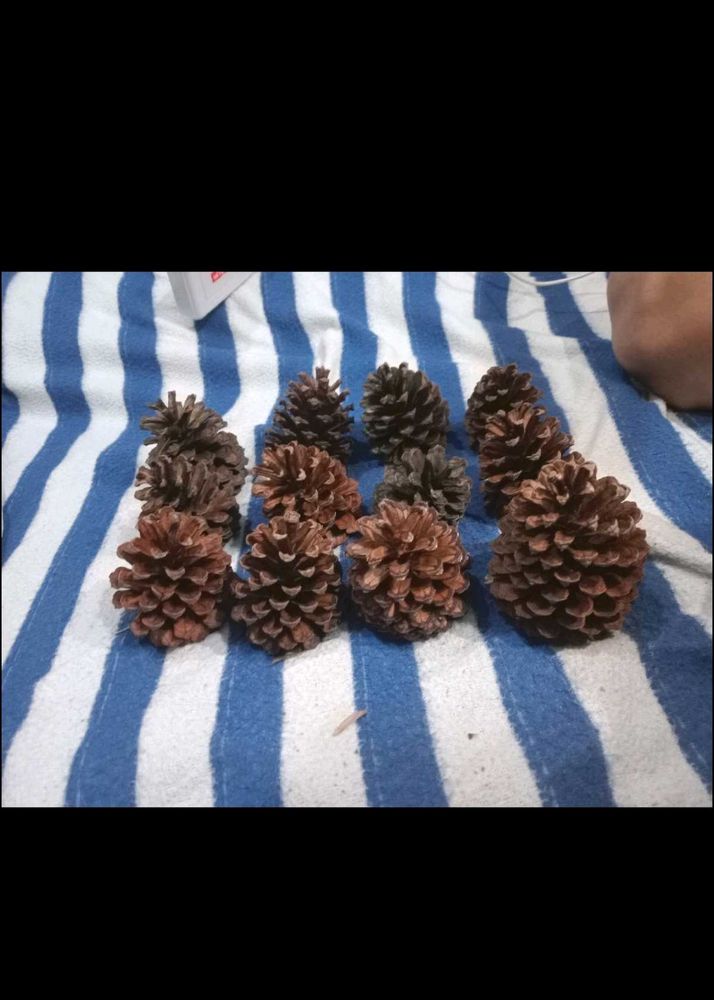 5 Pine Cone