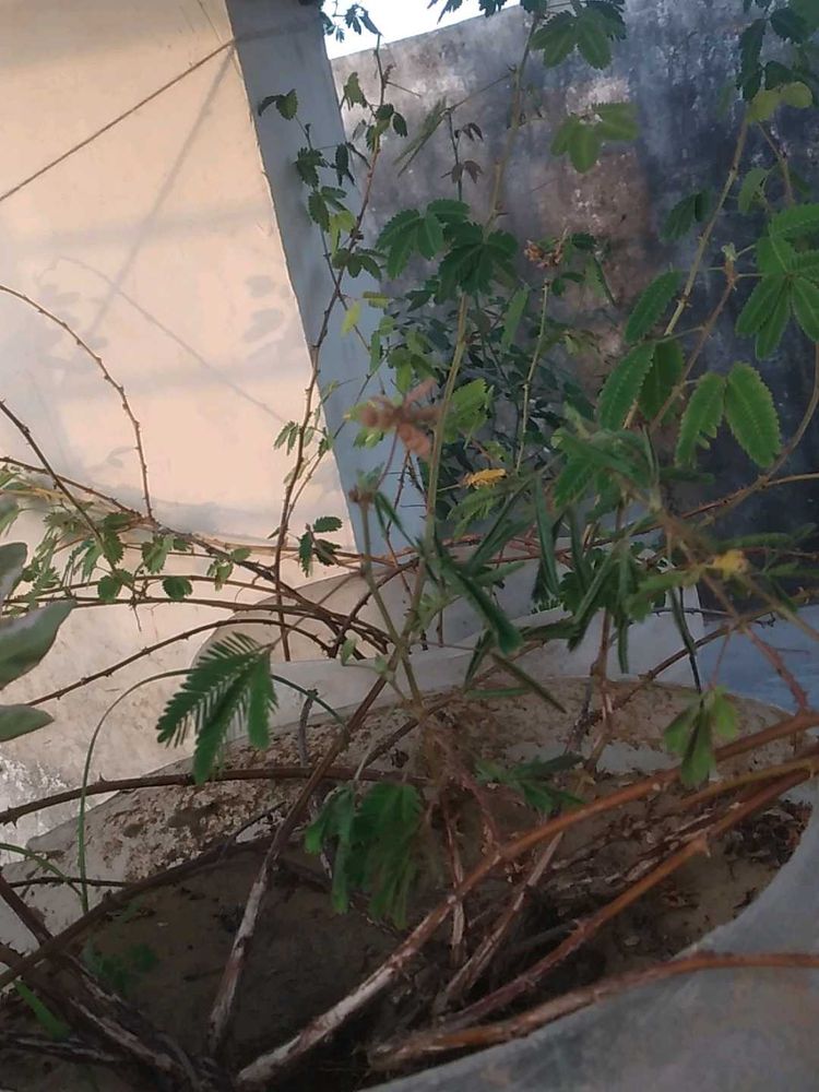 Don't Touch Me Plant 1000 Seed