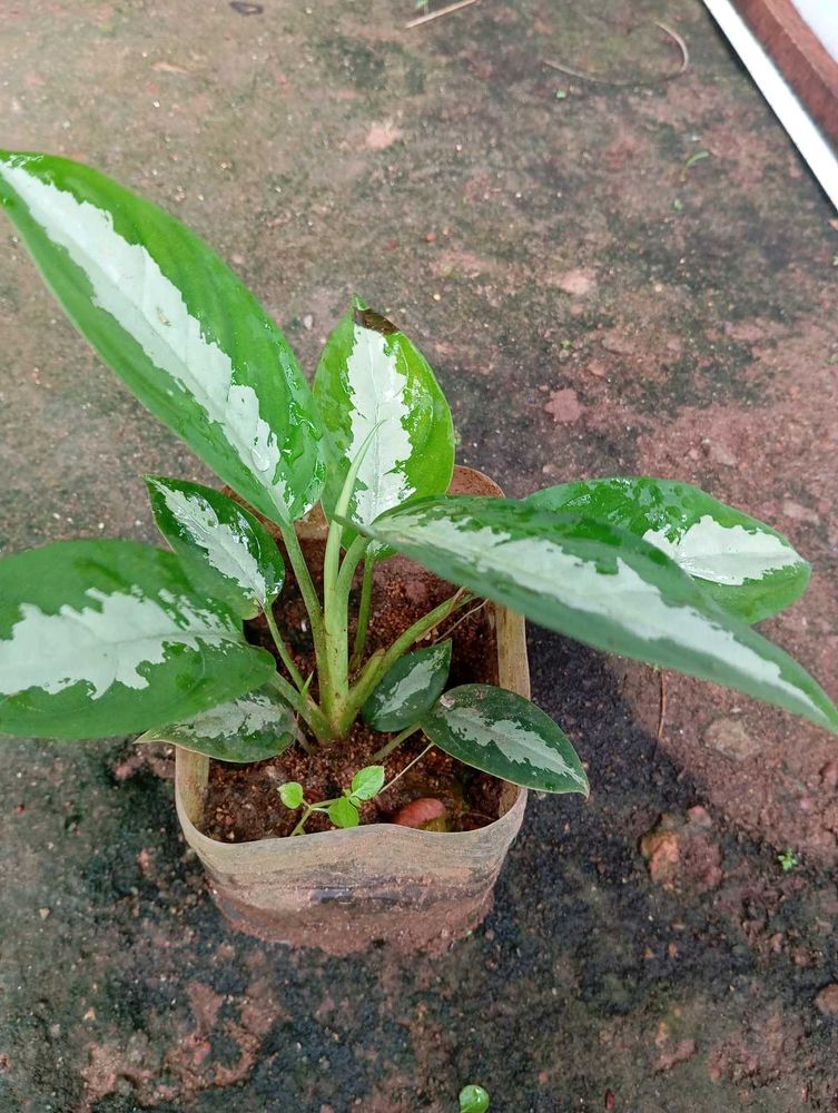 Aglaonema Silver Bay Plant