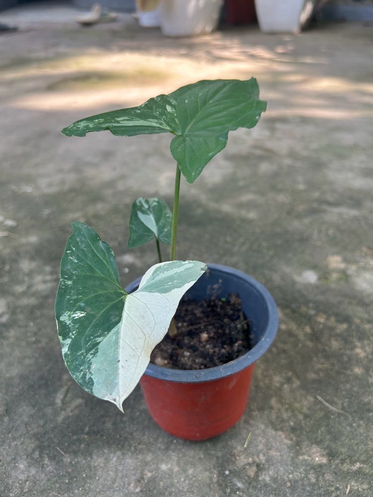 Plants