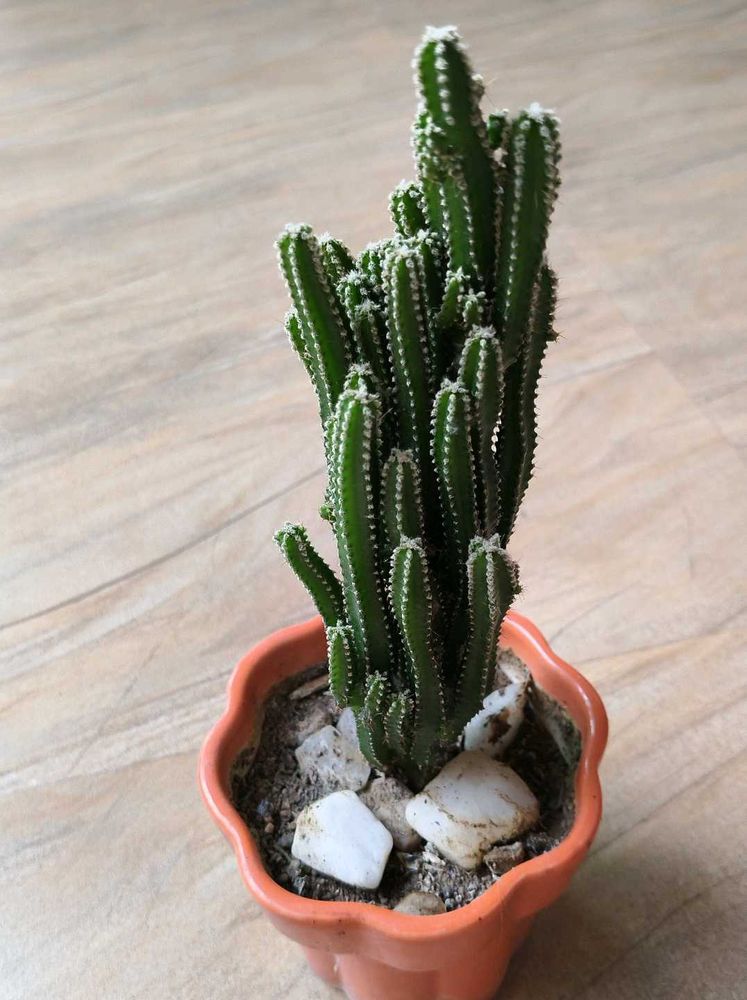 Triangle cactus