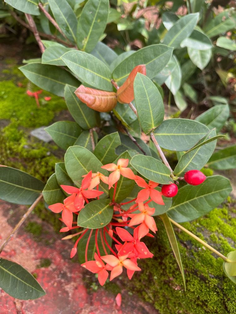 Healthy Ixora Plant