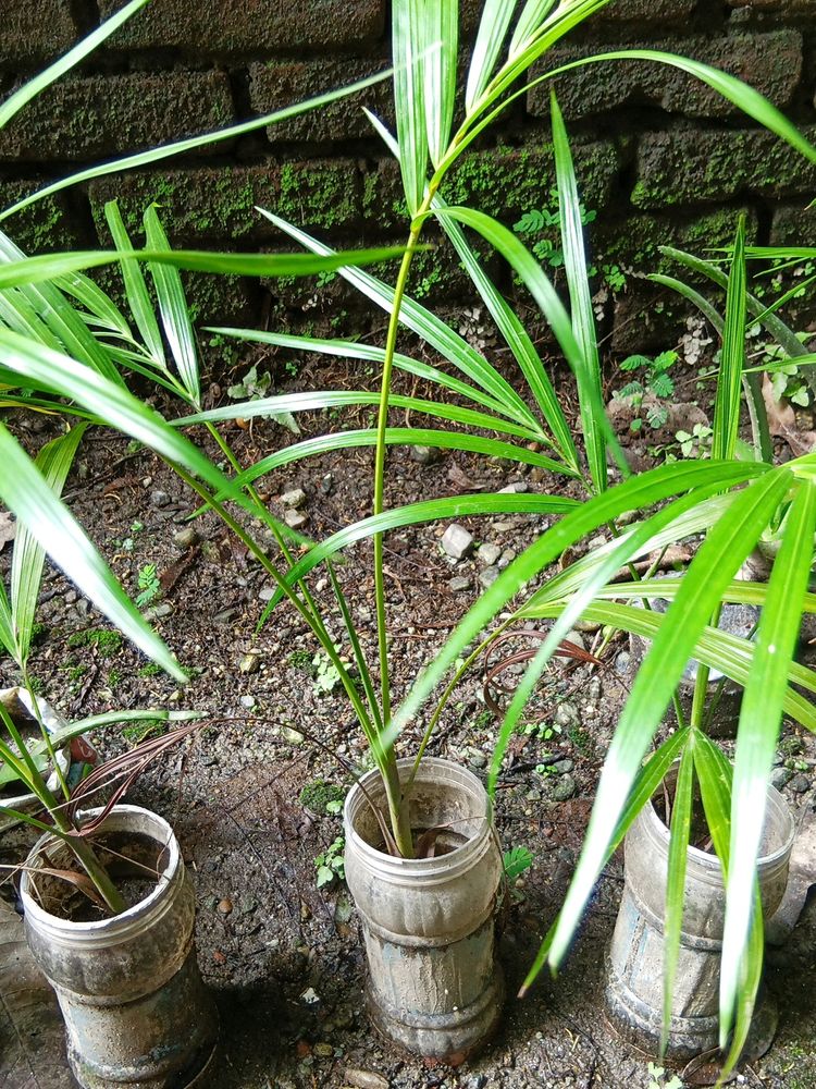 Areca Palm with Plastic Pot 1