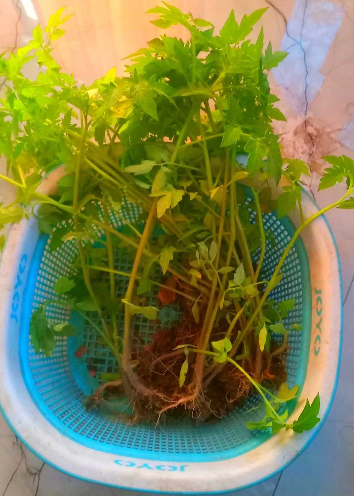 Tomato Plants