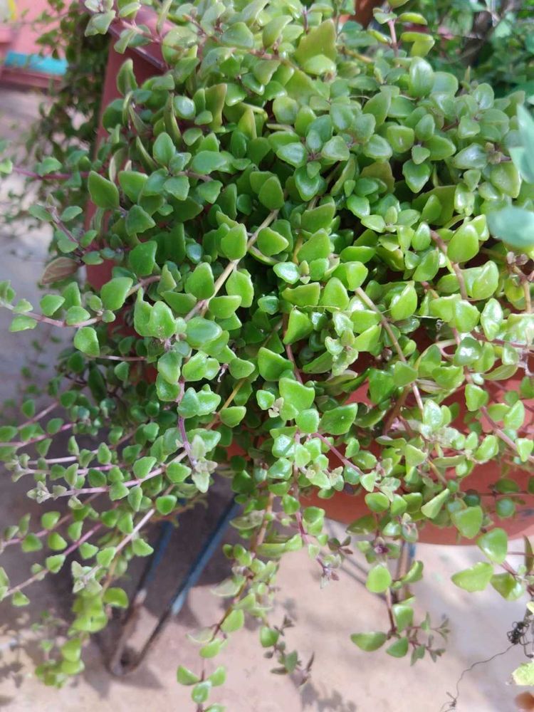 Tangled Heart Plant