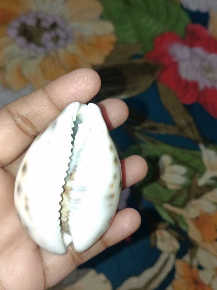 Natural Cowrie Shell