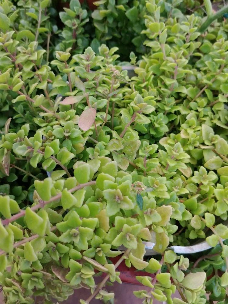 Tangled Heart Plant