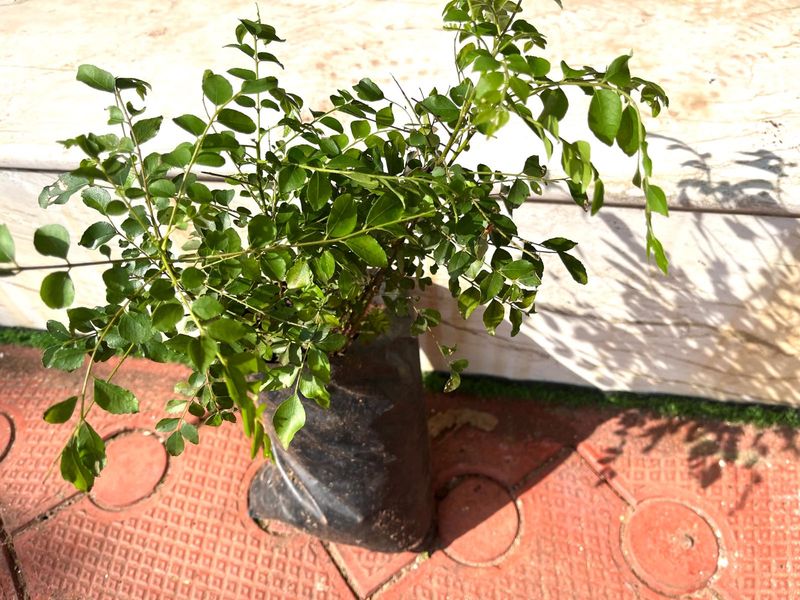 curry leaves plant same