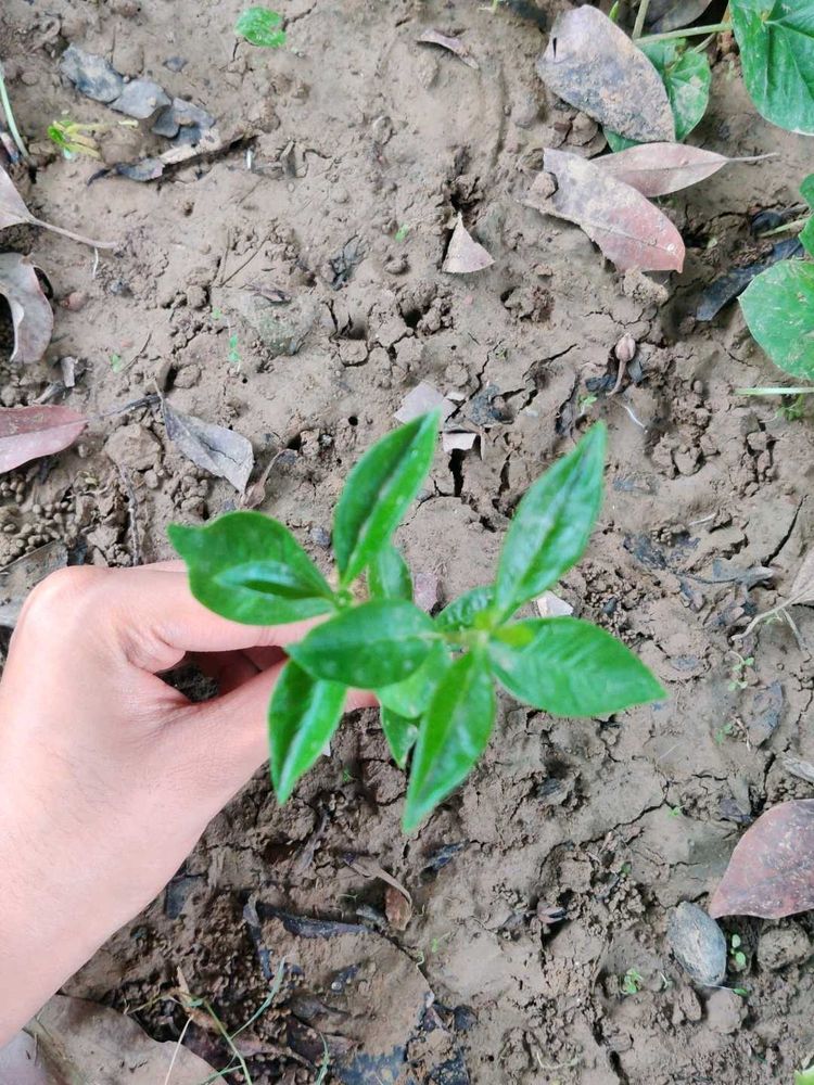 Jamun Tree Saplings