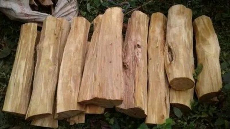 Pure White Sandalwood Stick/SAFED Chandan LKDI/ /Natural Chandan Wood/ 1-Kg/Original LKDI for Pooja,Beauty/Santalum / h byGOYAM MERCHANDO