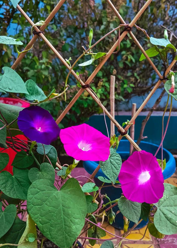 Morning Glory Seeds