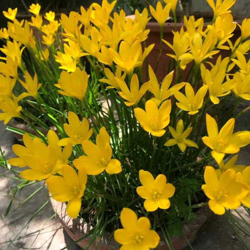 Vibrant Yellow Rain Lily Plant