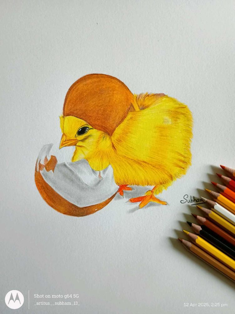 Chick Coloured Pencil Art