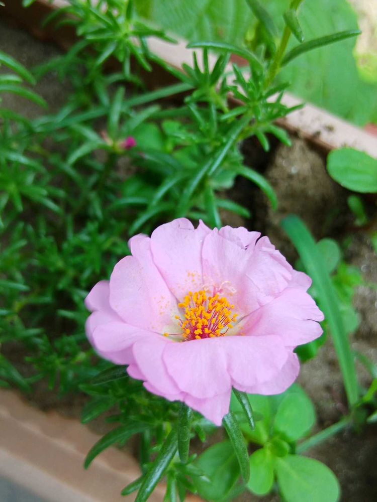 Double Petals Portulaca