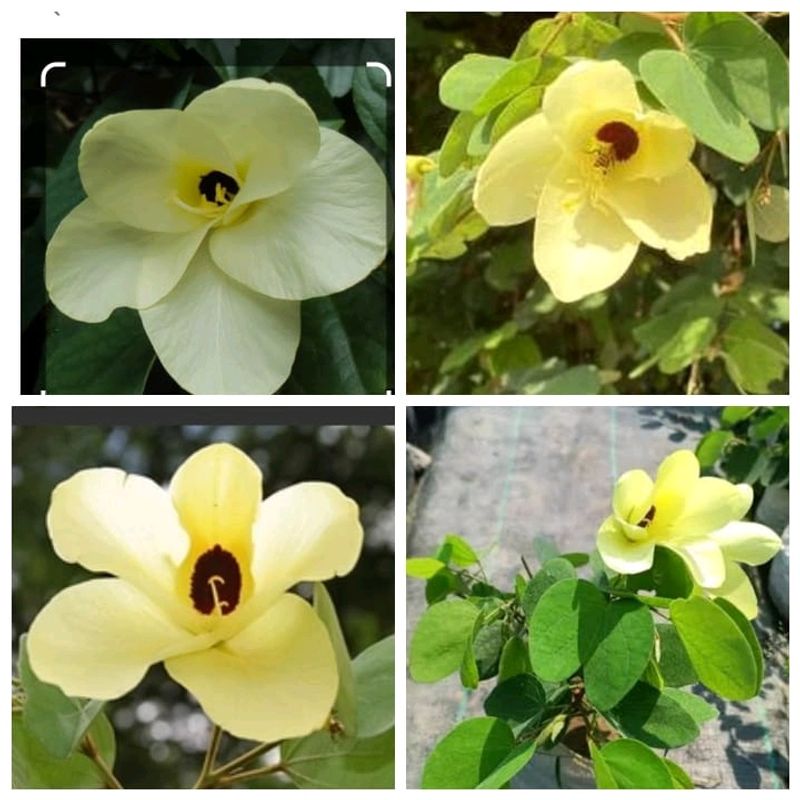 Kanchan Flower Plants With Roots Yellow