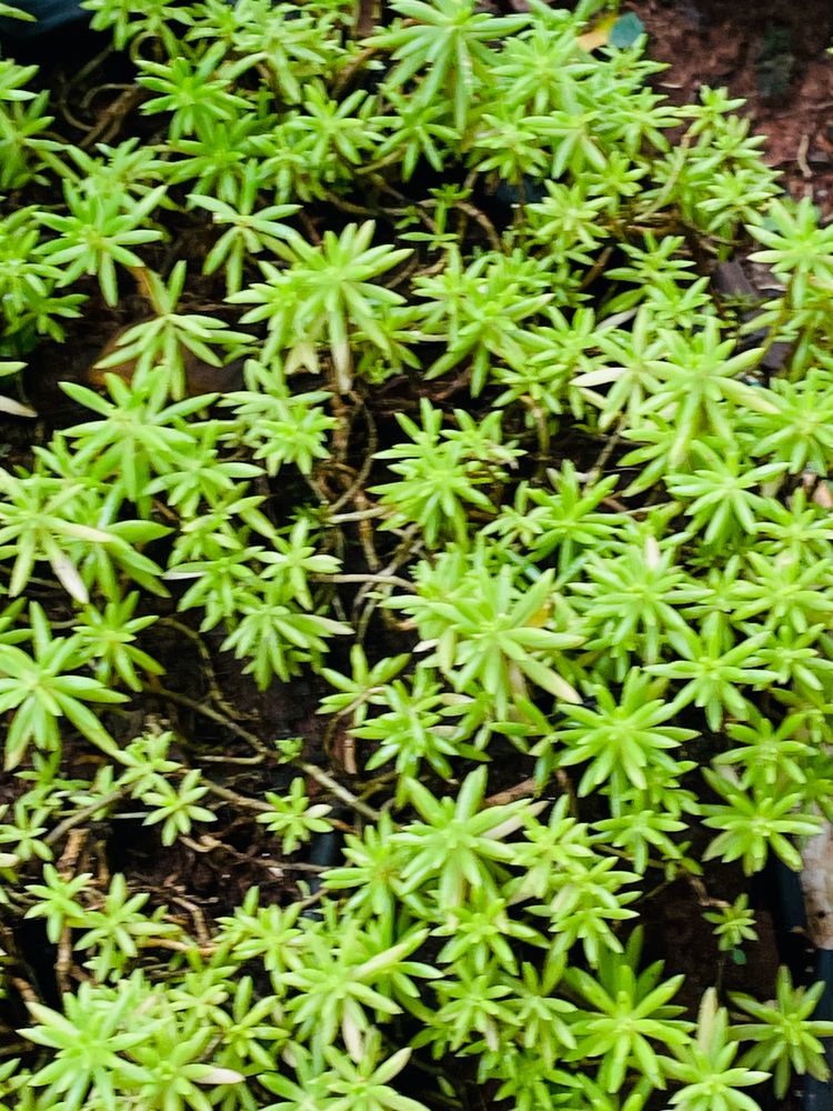 Plants