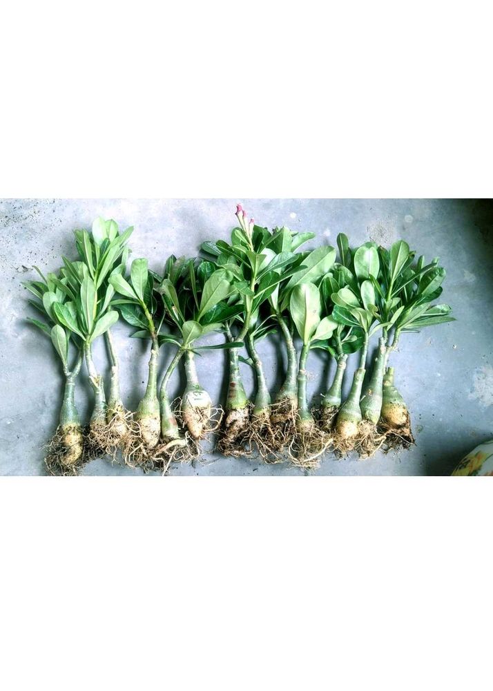 one Adenium plant without pot