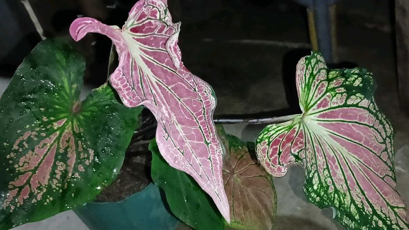 Caladium Plant