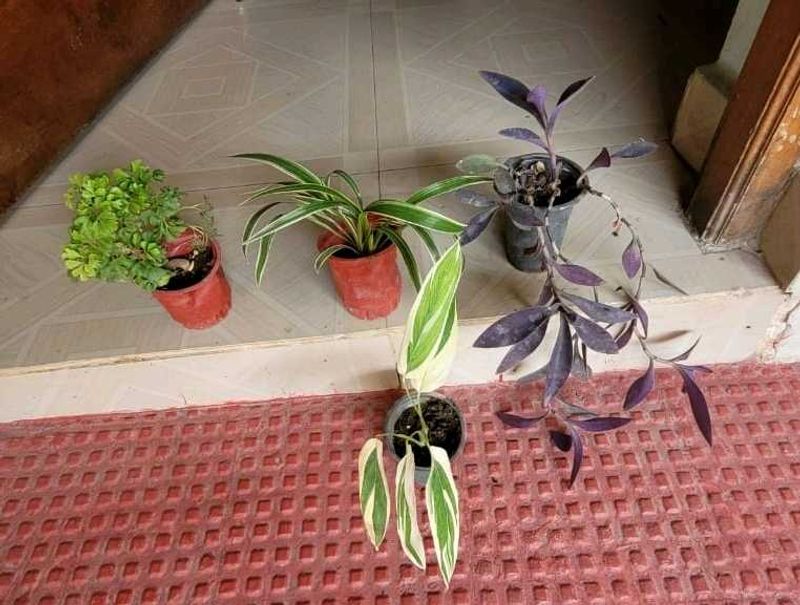 Set 4 Pandanus Veitchii&amp; Never.&amp;Purple Heart &amp;ming