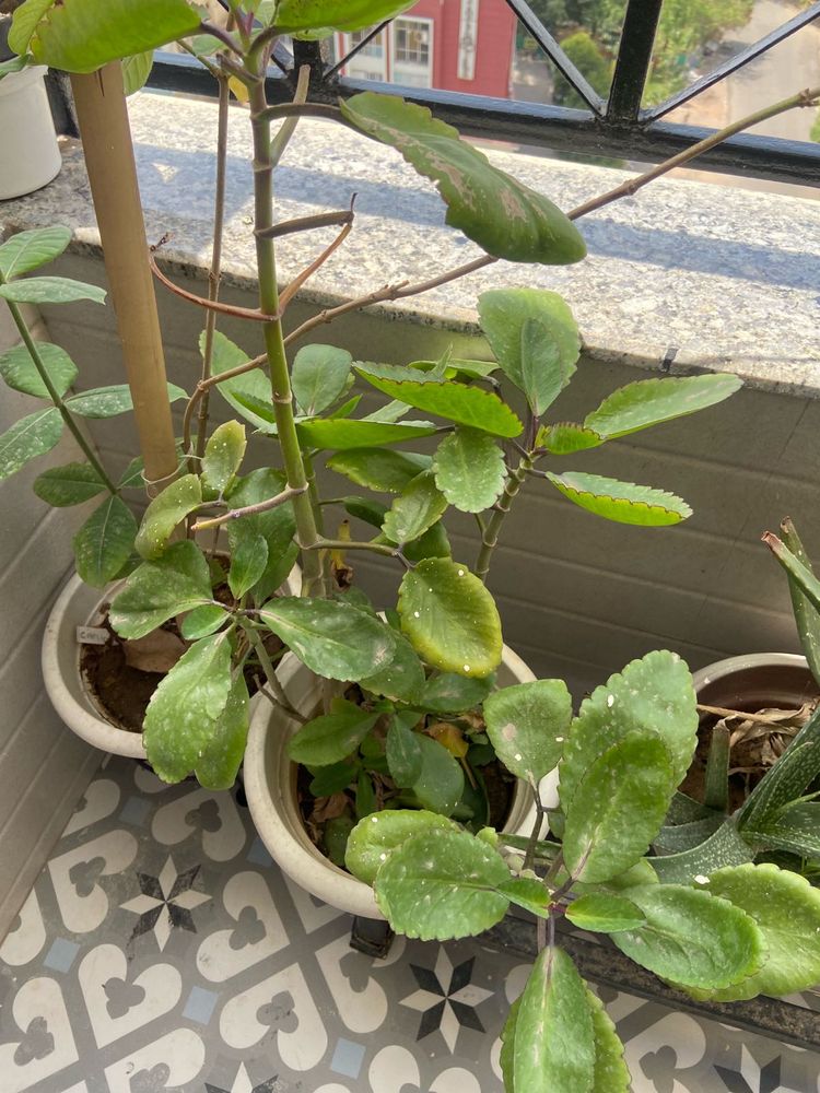 Pattarchatta Plant Sapling Cures Kidney Stone