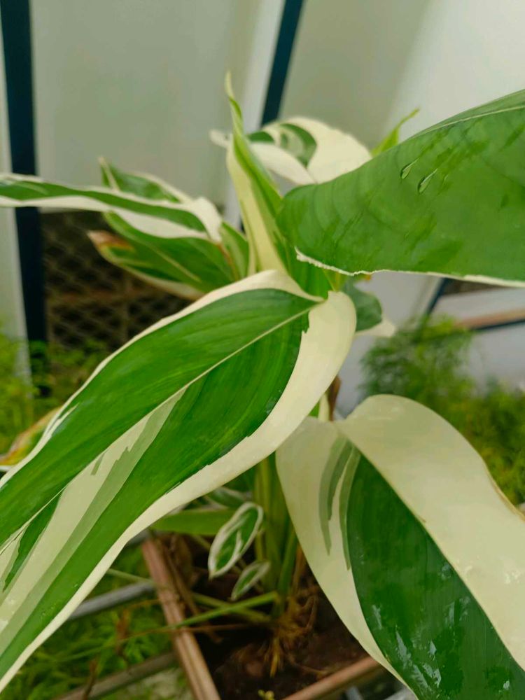 6 Variegated  Plants