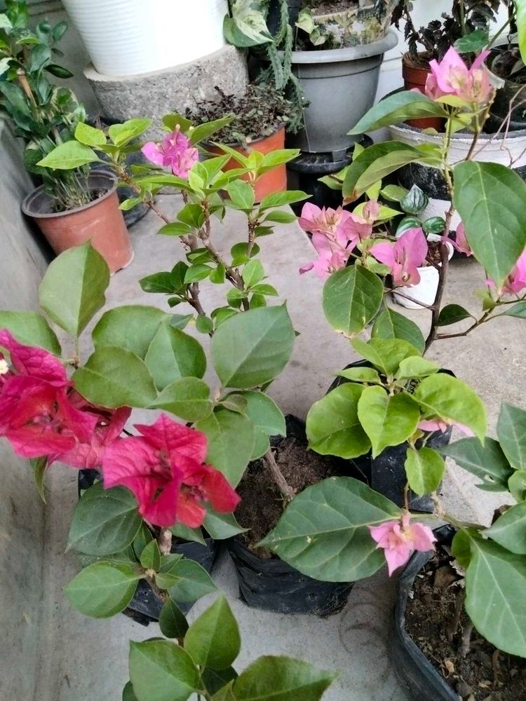 Bourgainvilleas Combo