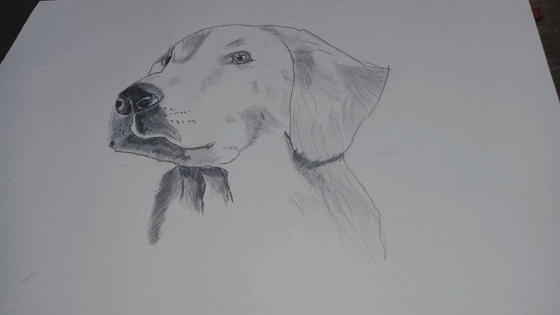 Dog Portrait Sketch