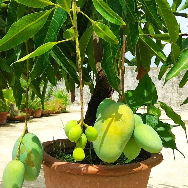 JAPANI ALL TIME MANGO