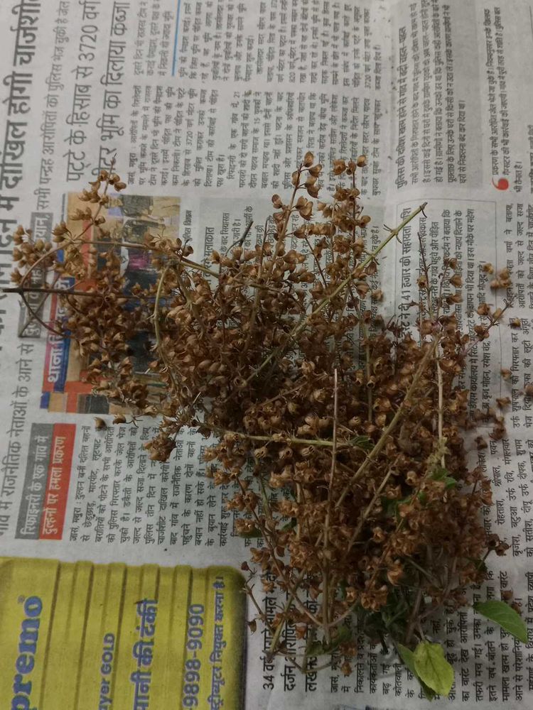 Tulsi Seeds For Plant