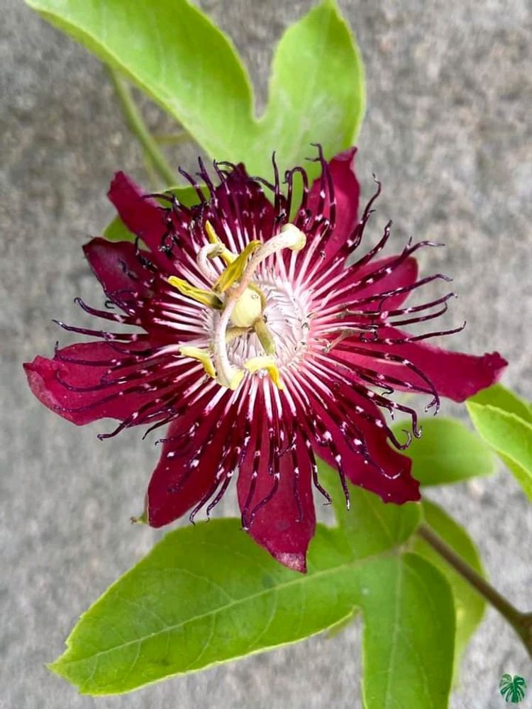 Krushnkamal plant And Coleos cutting
