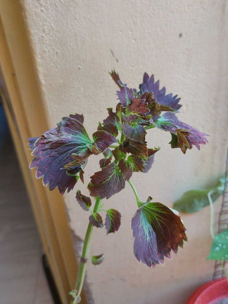 Coleus Plant