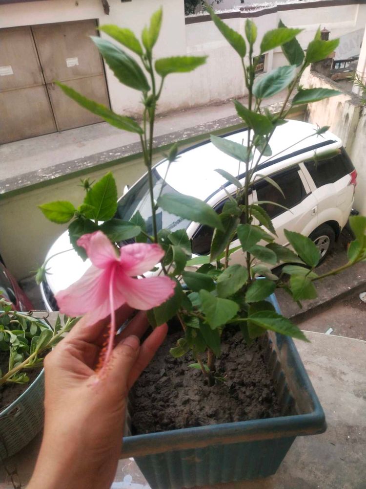Healthy Light Pink Hibiscus Plant With Root