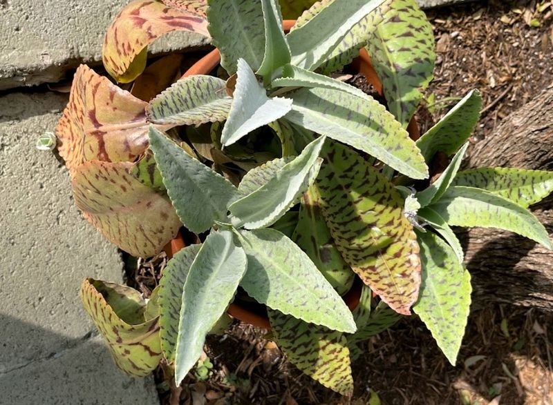 Donkey Ear Succulent Small Plant