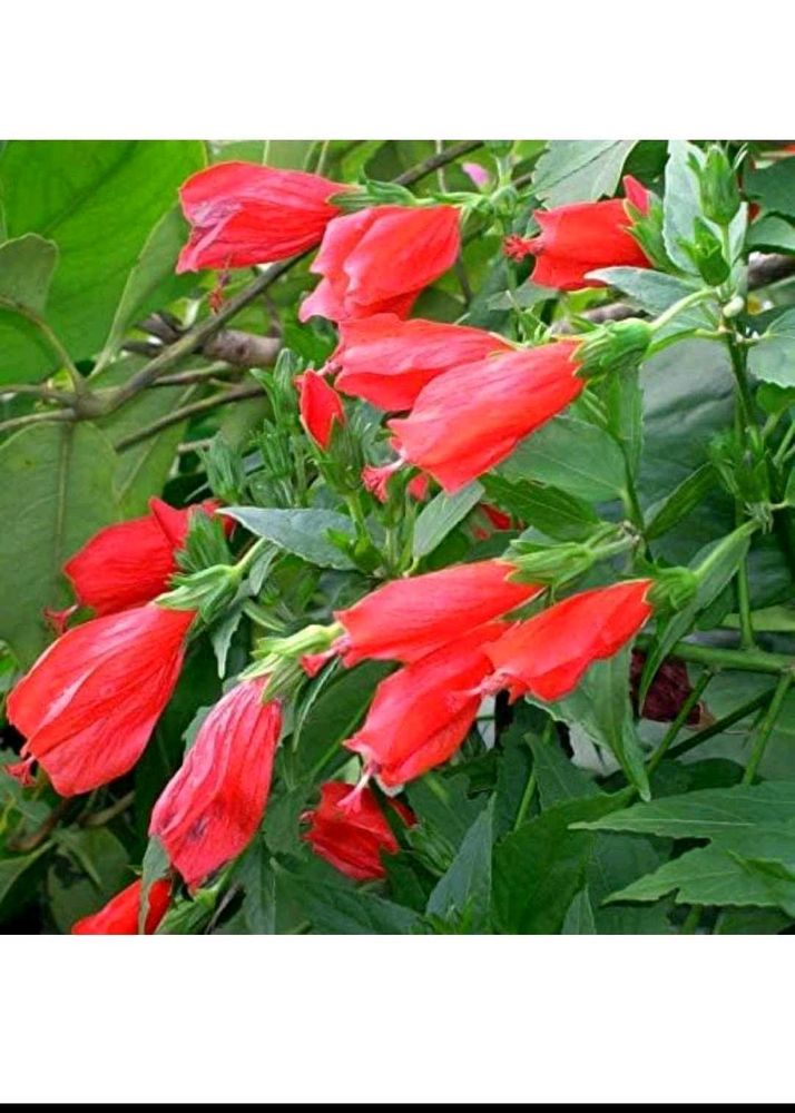 Mirchi Hibiscus Plant