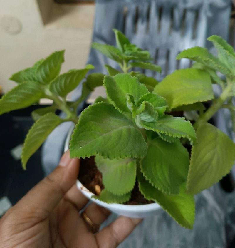 Vamu Plant,in Good Condition