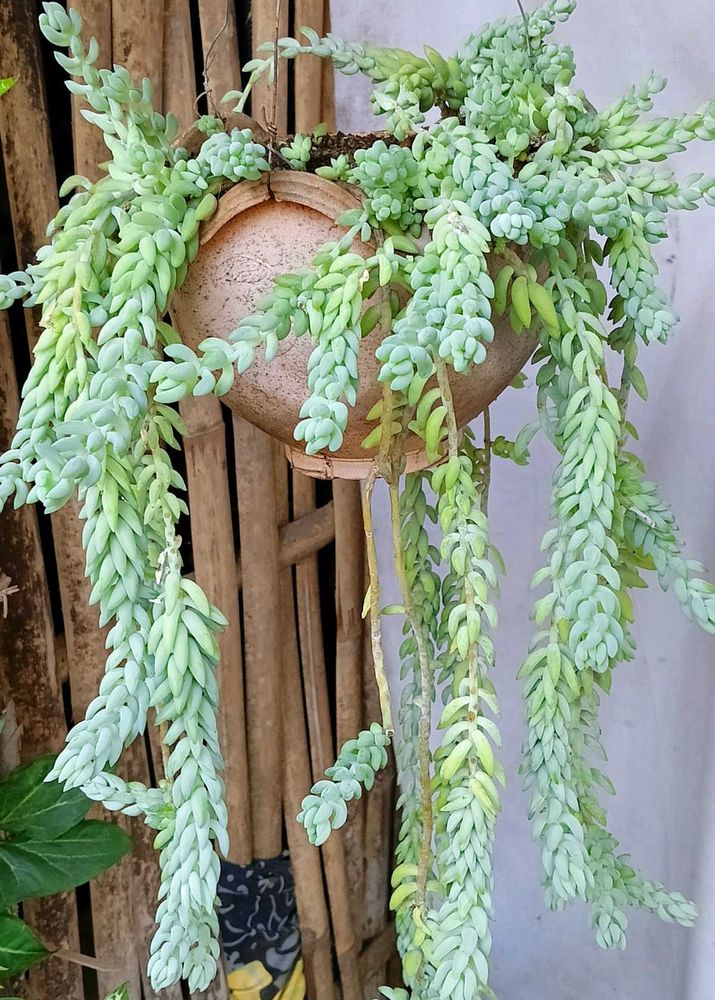 Donkey Tail