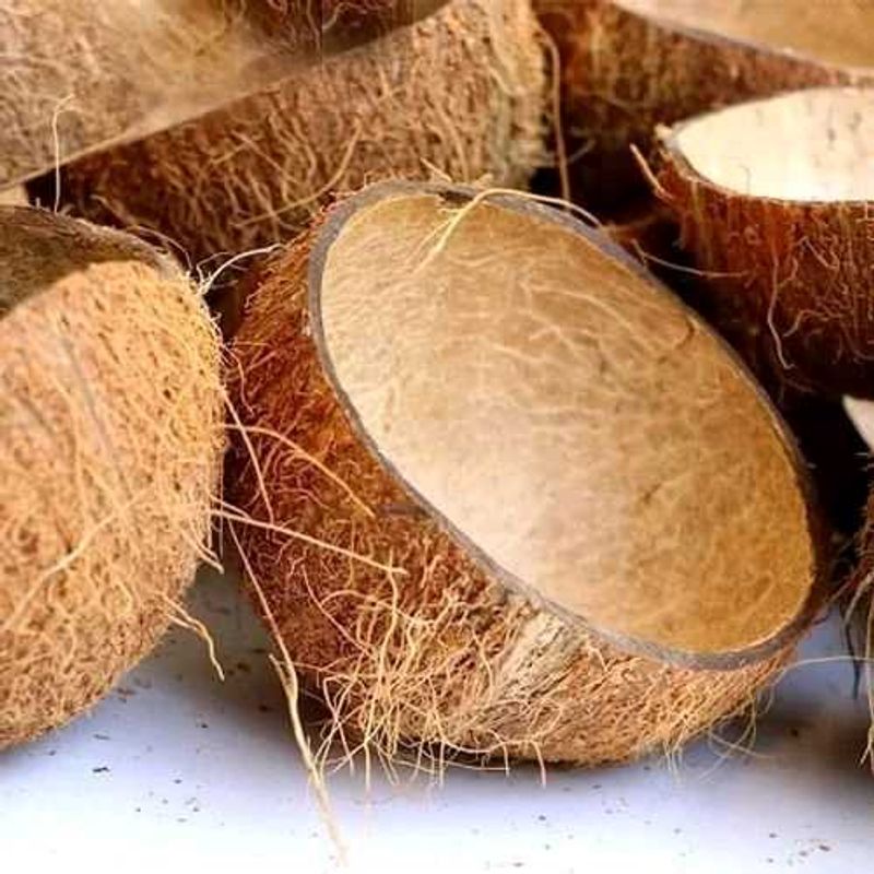 Coconut Shells (6units)