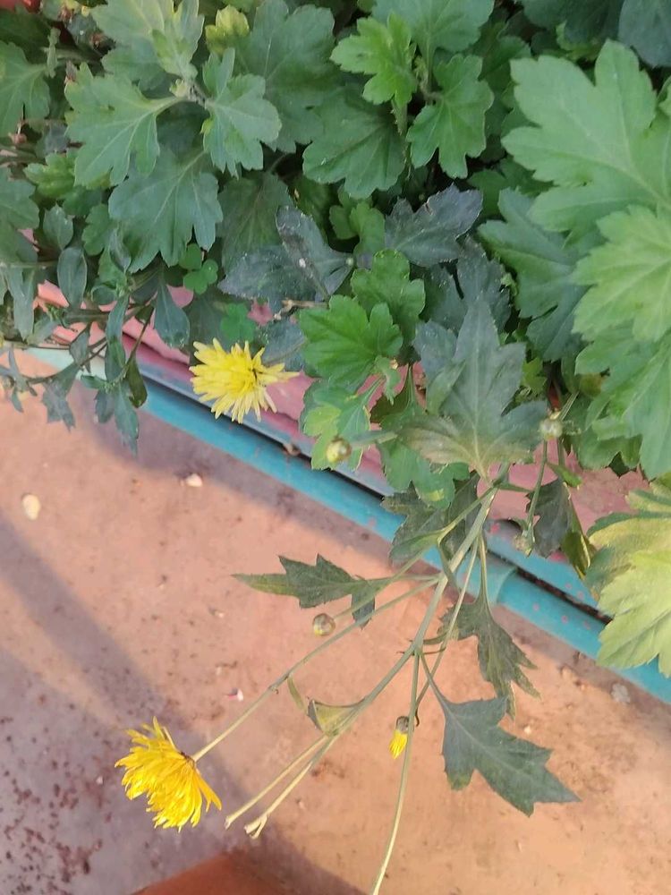 Yellow Chamunthi Plants