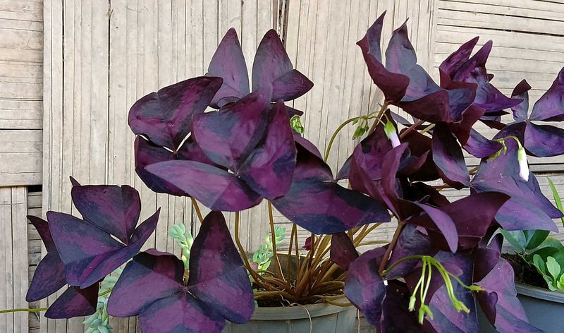 Oxalis triangularis,Christmas Cactus