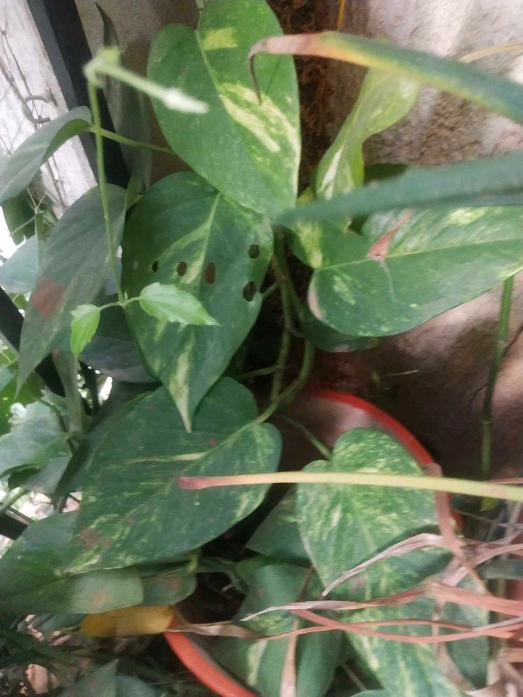 Money Plant Cutting For Sell
