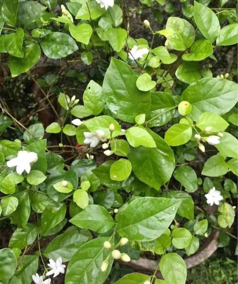 Nadan Mulla/jasmin Plant