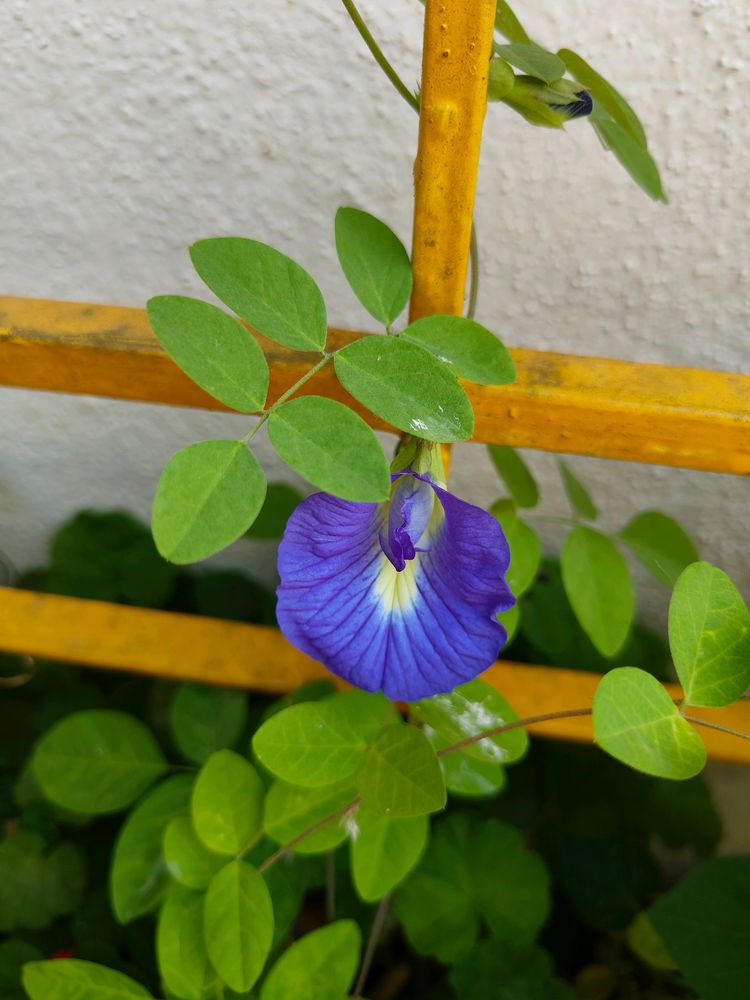 Combo Seeds Of Blue Pea Flower And Light Pink Bal