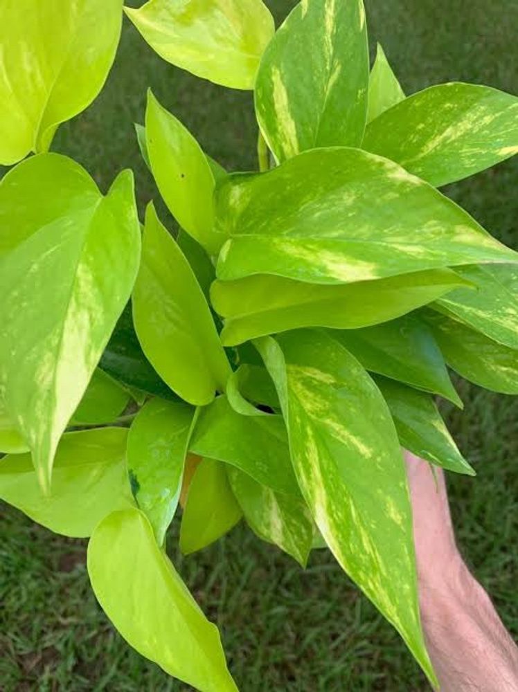 Combo of neon and marble queen pothos
