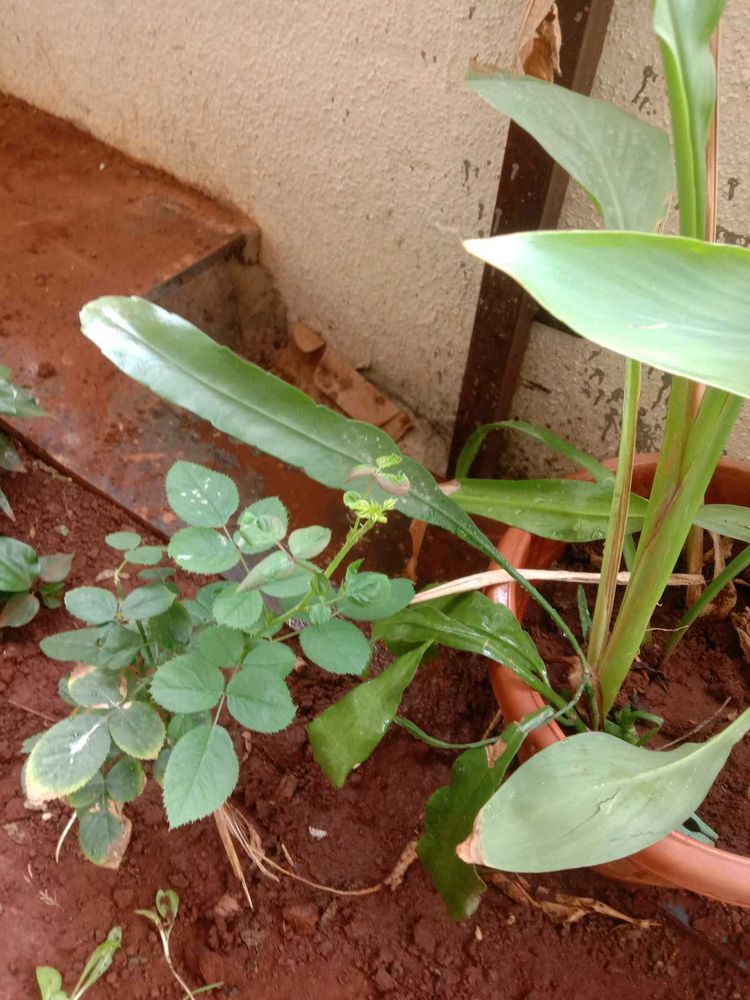 White Flowers Plant Combo