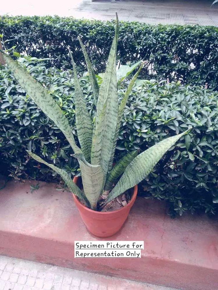 Sansevieria Trifasciata Zeylanica (Spotted)